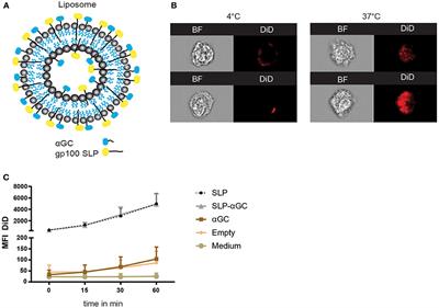 Lipo-Based Vaccines as an Approach to Target Dendritic Cells for Induction of T- and iNKT Cell Responses